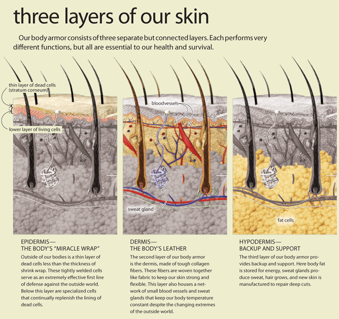 The Three Layers of Skin