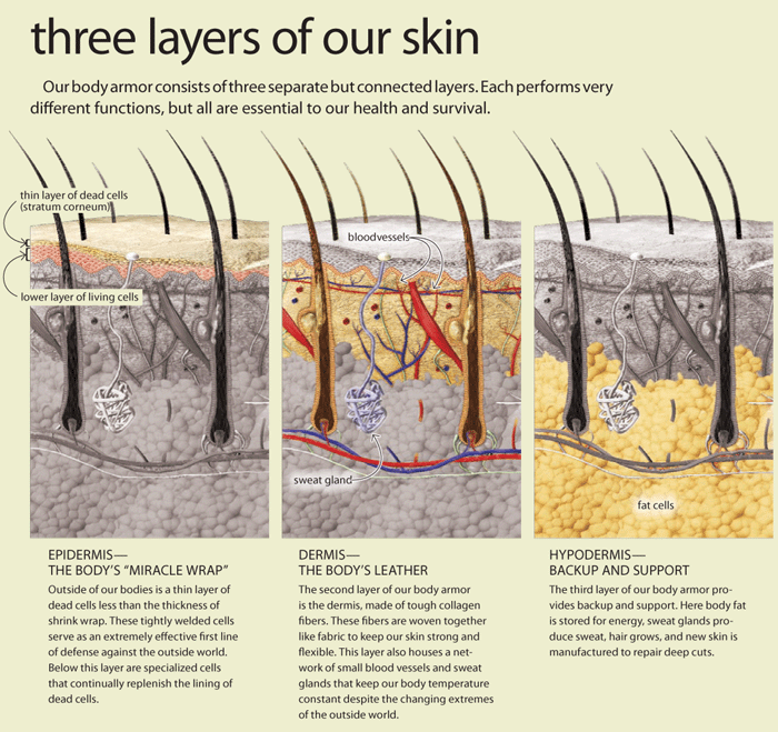 human body skin layers