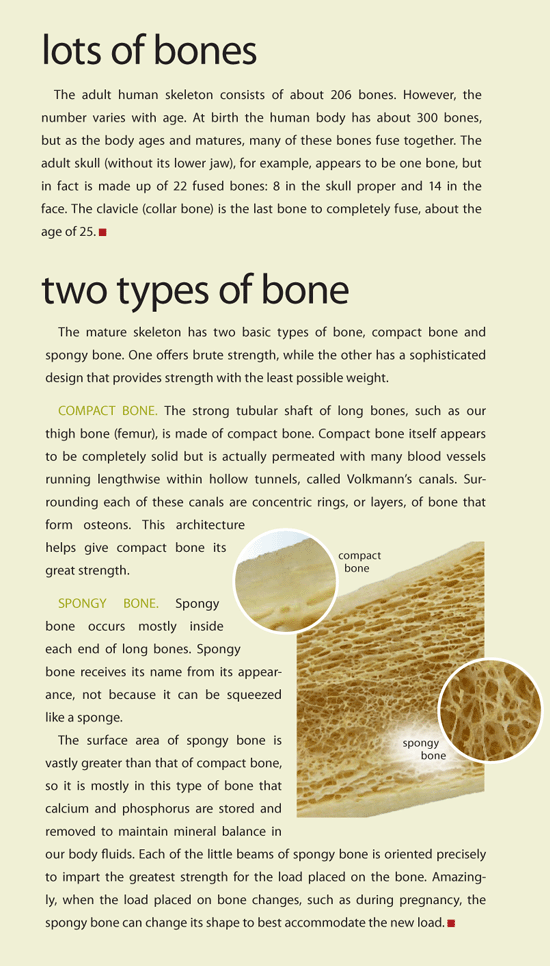 Bone Facts