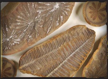 Fossil Leaves