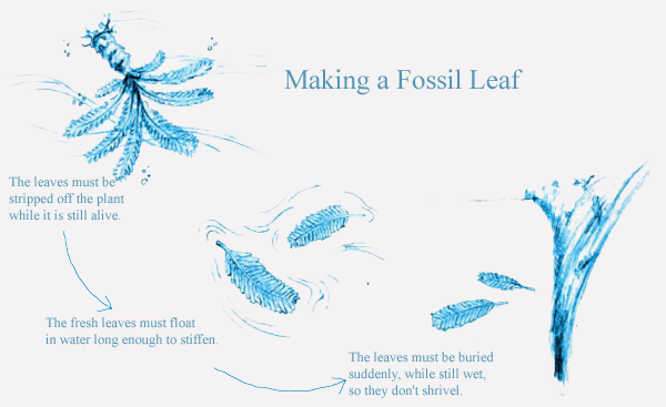 Making a Fossil Leaf