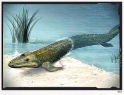 Tiktaalik