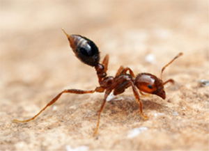 Ant Sting with Venom