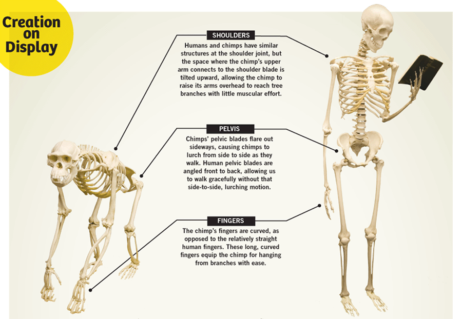 chimpanzee hand skeleton compared to human