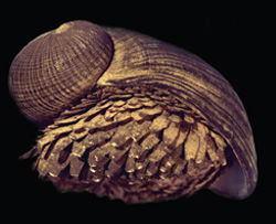 Armored Snail