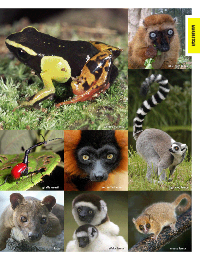 Madagascar Creatures