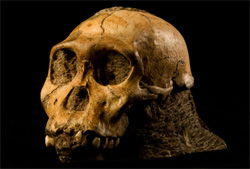 Australopithecus sediba