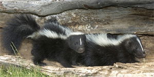 Skunks