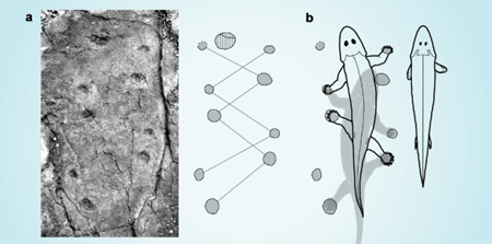 Fossilized Tracks