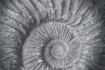 Fossil