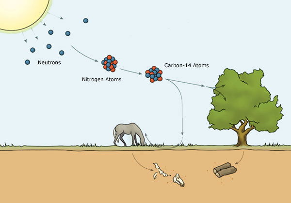 radiocarbon dating how it work