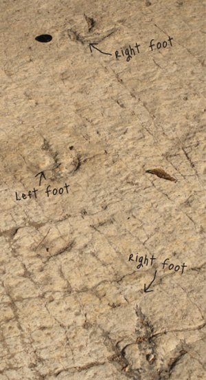 Fossilized Dinosaur Footprints