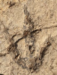 Fossilized Dinosaur Footprints