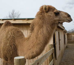 Gomer the Camel