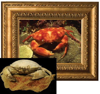 Living and Fossil Crabs