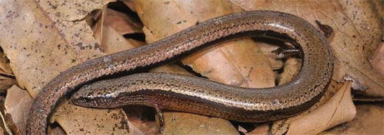 Australian Skink