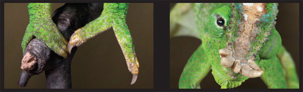 Chameleon Feet and Eyes