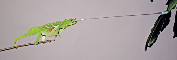 Chameleon Tongue