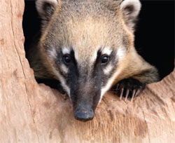 Coati