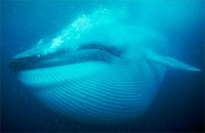 Blue Whale