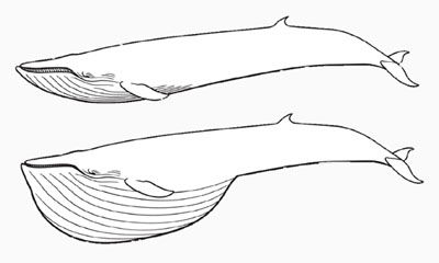 Blue Whales Feeding