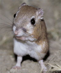 Kangaroo Rat