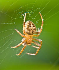 Spider