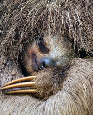 Sleeping Sloth