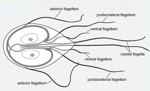 Giardia