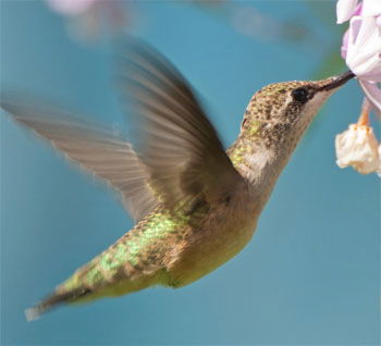 Hummingbird