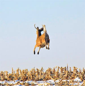 deer jumping high