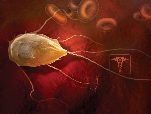 Giardia lamblia