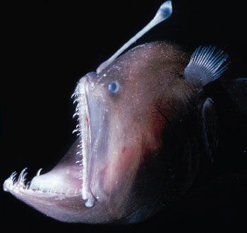 Anglersfish