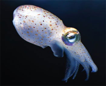 Hawaiian Bobtail Squid