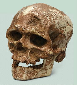 Cro-Magnon Skull