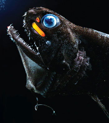 Dragonfish