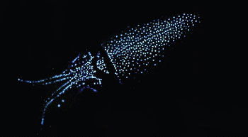 Firefly Squid