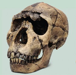 Homo Erectus Skull