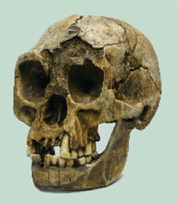 Homo Floresiensis Skull