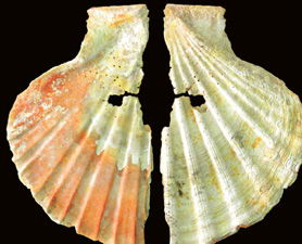 Neanderthal pierced, stained shell