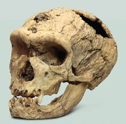 Neanderthal Skull