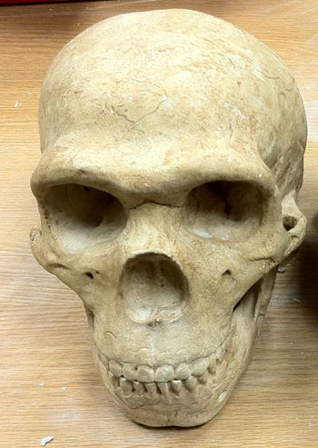 Neanderthal Skull Cast