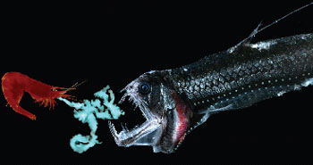 Viperfish