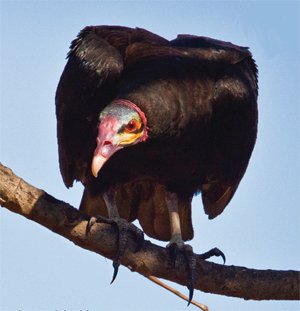 Vulture Eyesight