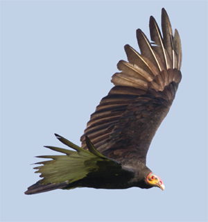 Vulture Soaring