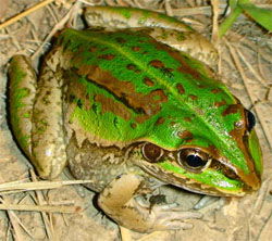 Striped Burrowing Frog