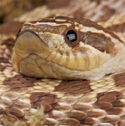 Zombie snake': Eastern hognose plays dead to avoid predators