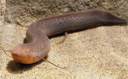 Lungfish