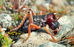 Mountain Stone Weta