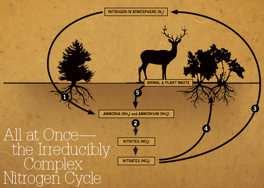 Nitrogen Cycle